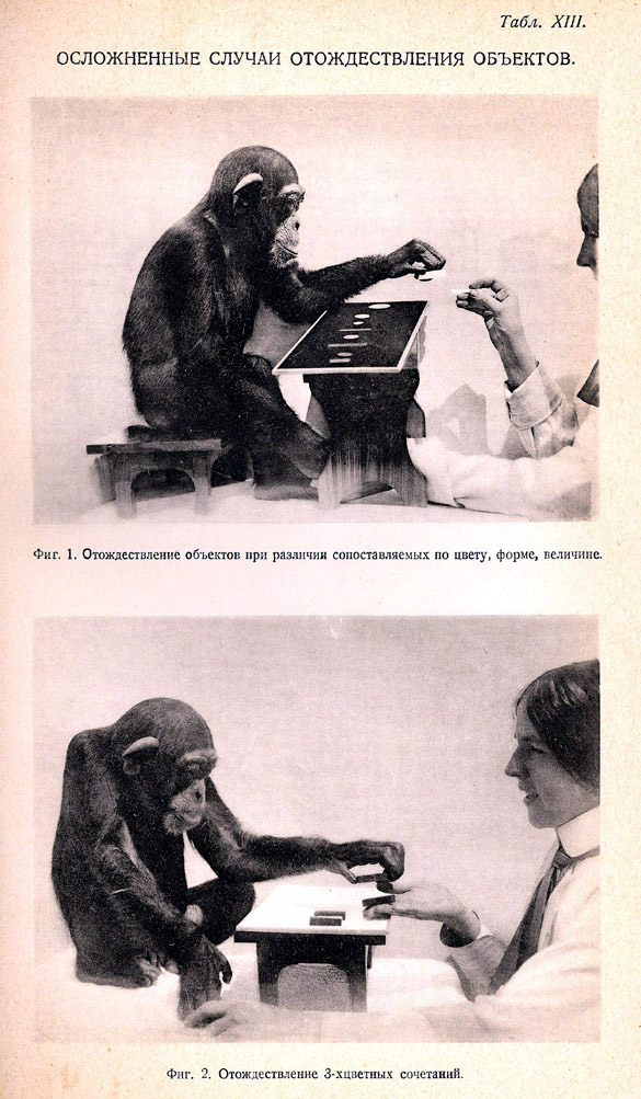 Kompliziertes Identifizieren von Objeckten seitens des Schimpansen.