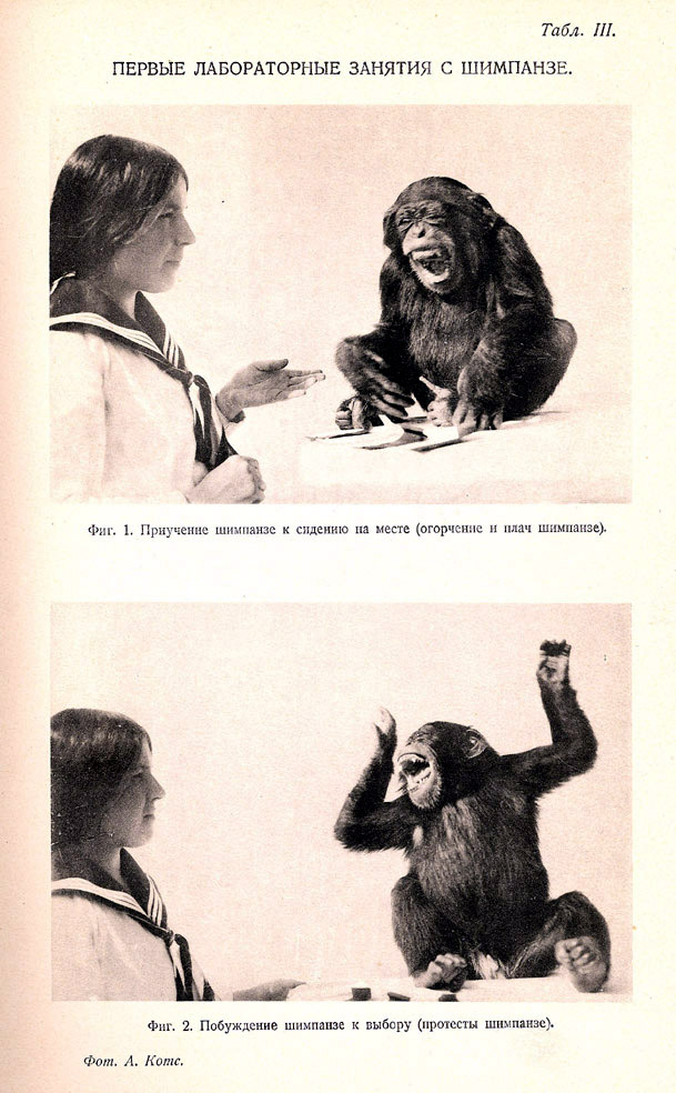 Первые лабораторные занятия с шимпанзе