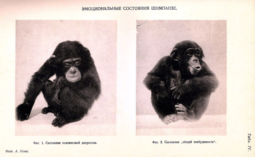 Эмоциональные состояния шимпанзе