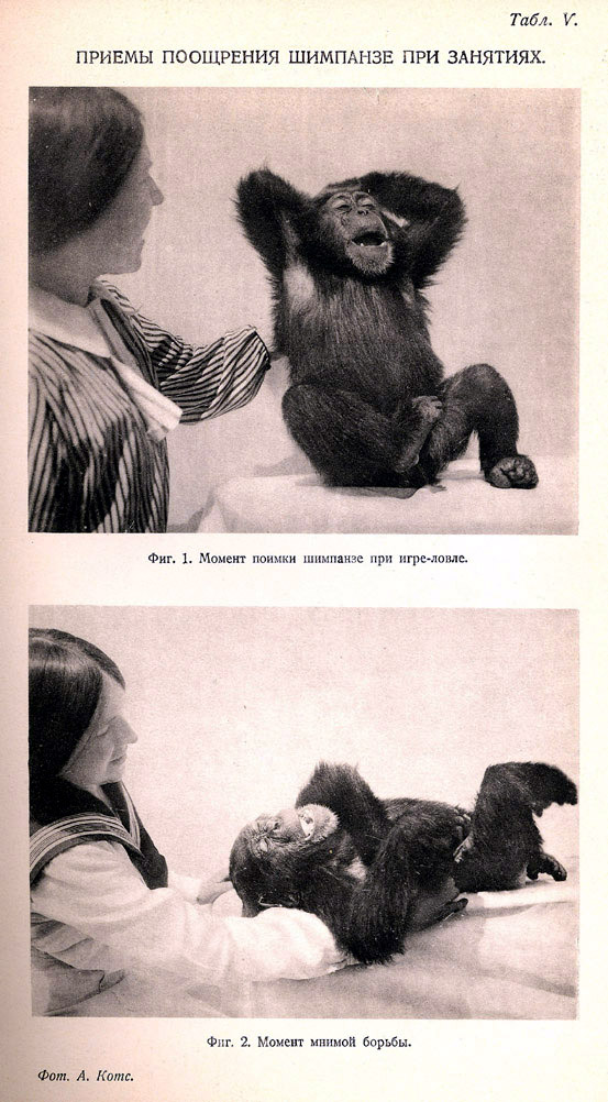 Приемы поощрения шимпанзе при занятиях.