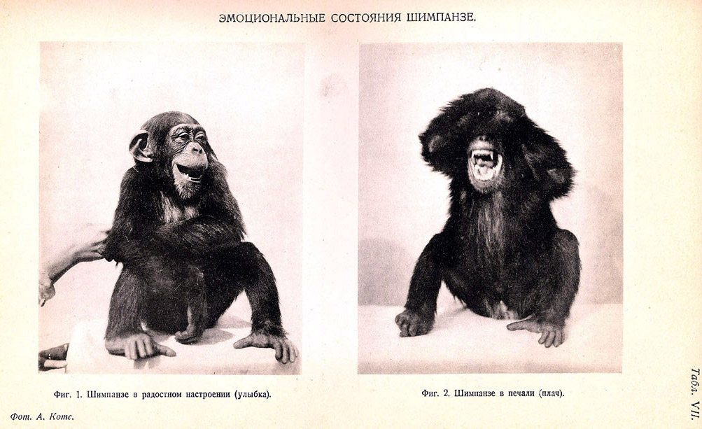 Эмоциональные состояния шимпанзе.