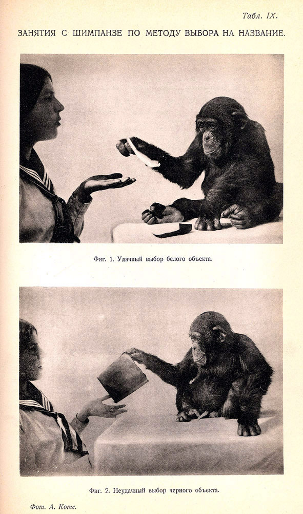 Занятия с шимпанзе по методы выбора на название.