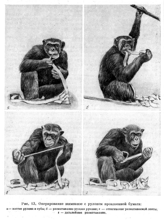 Оперирование шимпанзе с рулоном проклеенной бумаги