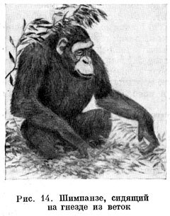 Шимпанзе, сидящий на гнезде из веток