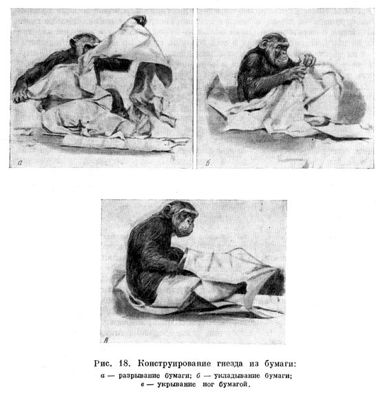 Конструирование гнезда из бумаги