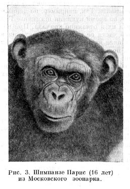 Шимпанзе Парис (16 лет) из Московского зоопарка