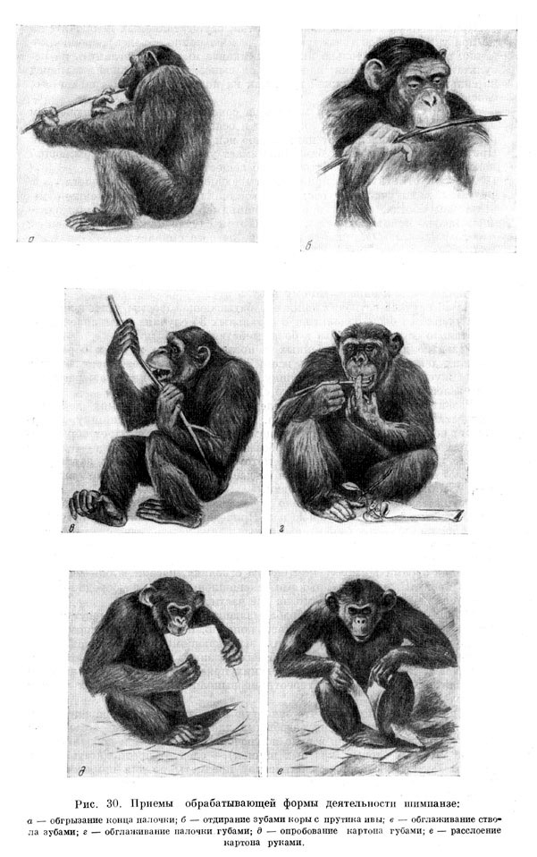 Приемы обрабатывающей формы деятельности шимпанзе