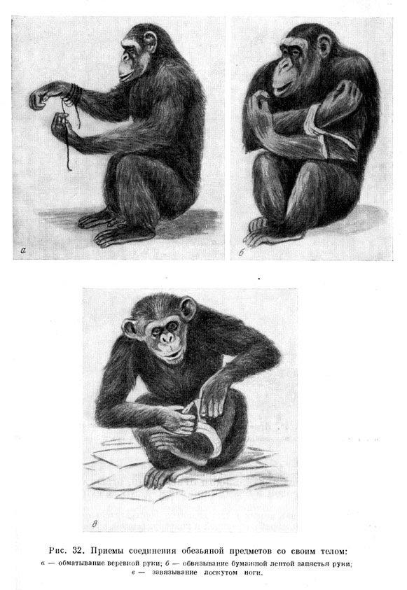 Приемы соединения обезьяной предметов со своим телом