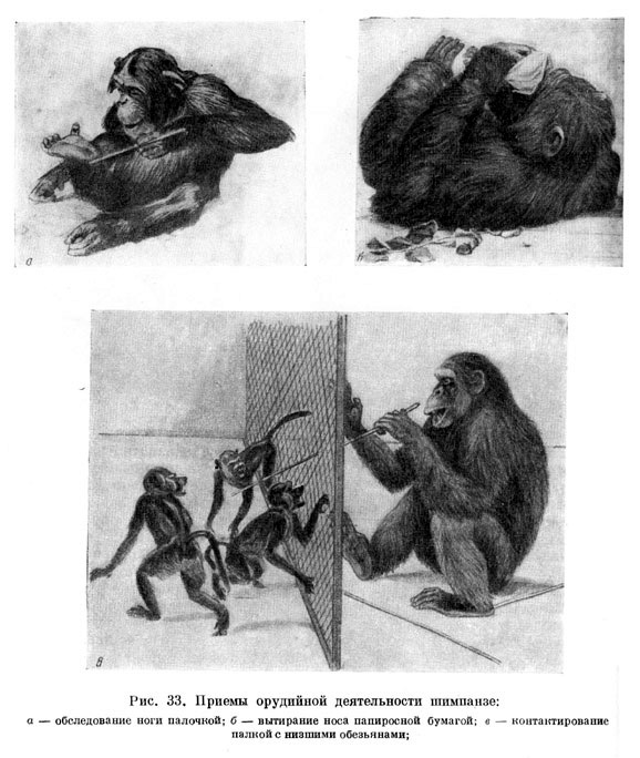 Приемы орудийной деятельности шимпанзе