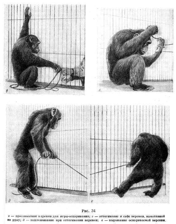 Приемы игровой деятельности шимпанзе