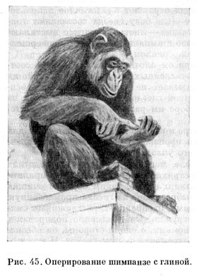 Оперирование шимпанзе с глиной