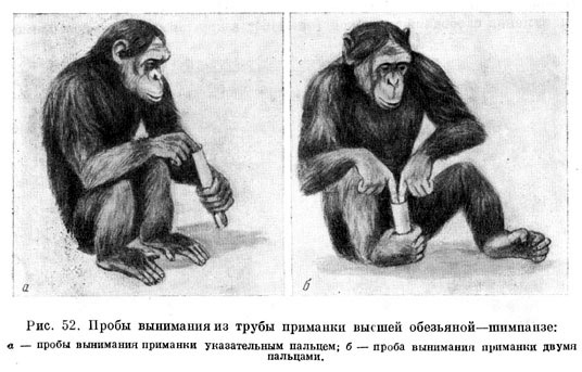 Пробы вынимания из трубы приманки высшей обезьяной — шимпанзе