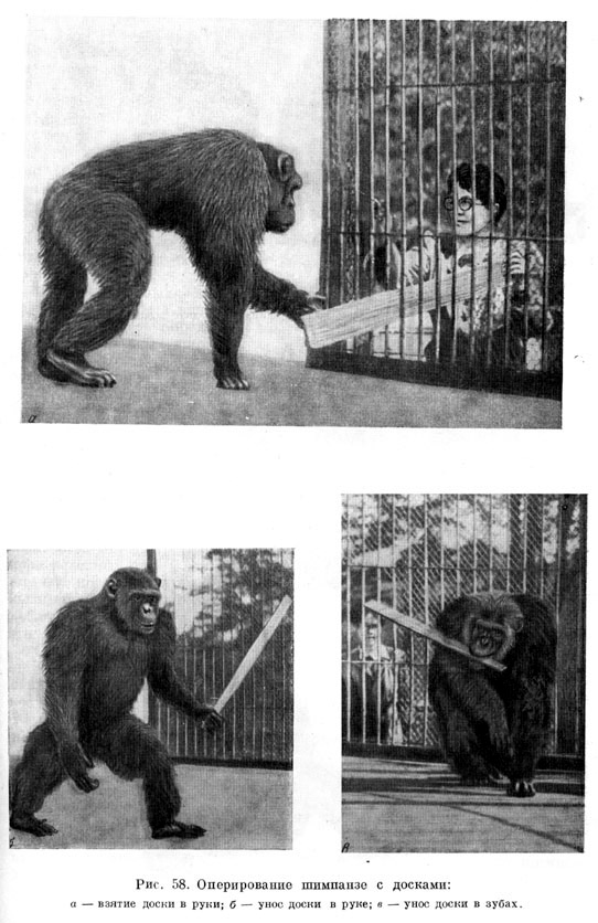 Оперирование шимпанзе с досками
