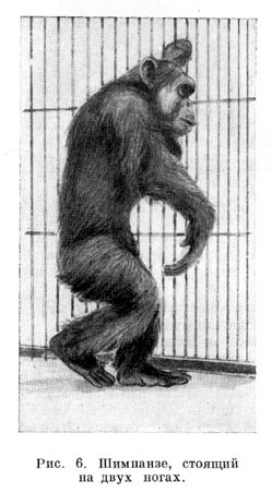 Шимпанзе, стоящий на двух ногах