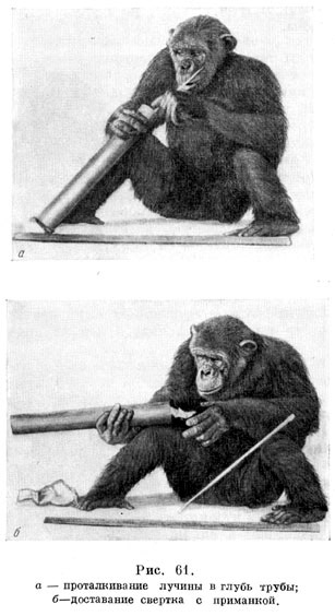 Оперирование шимпанзе с досками