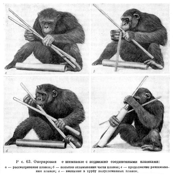 Оперирование шимпанзе с подвижно соединенными планками
