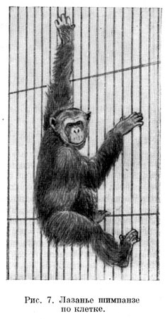 Лазанье шимпанзе по клетке