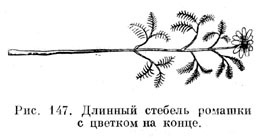 Длинный стебель ромашки с цветком на конце