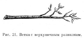 Ветка с верхушечным развилком