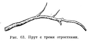 Прут с тремя отростками