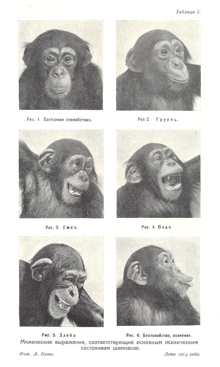 Мимические выражения, соответствующие основным психическим состояниям шимпанзе