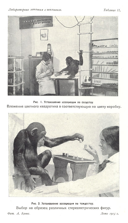 Лабораторные занятия с шимпанзе