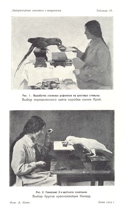 Лабораторные занятия с попугаями
