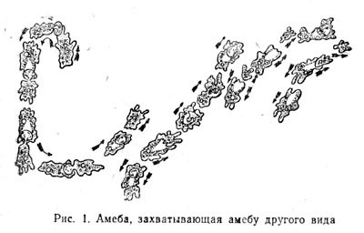 Амеба, захватывающая амебу другого вида