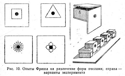 Опыты Фриша на различение форм пчелами