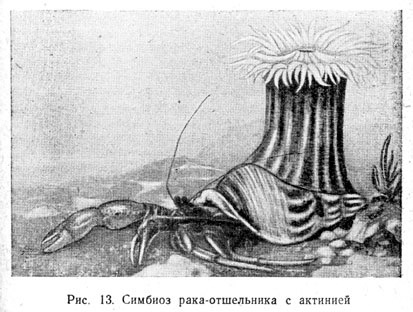 Симбиоз рака-отшельника с актинией