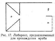 Лабиринт, предназначенный для прохождения краба