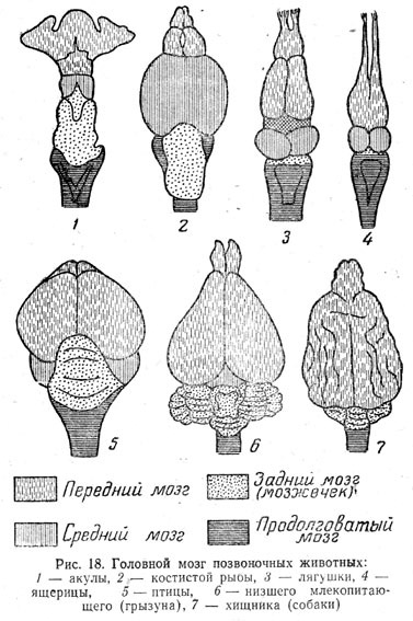 Головной мозг позвоночных животных