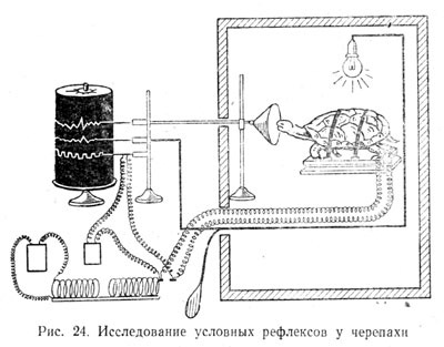 Исследование условных рефлексов у черепахи