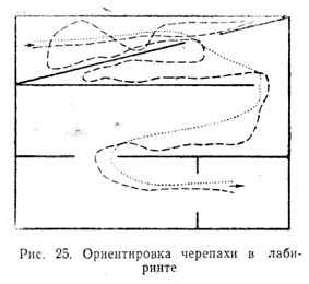 Ориентировка черепахи в лабиринте