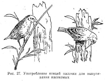 Употребление птицей палочкидля выпугивания насекомых