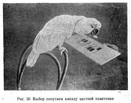 Выбор попугаем какаду цветной пластинки