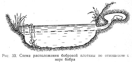 Схема расположения бобровой плотины по отношению к норе бобра