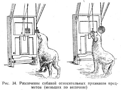 Различение собакой относительных признаков предметов (меньших по величине)