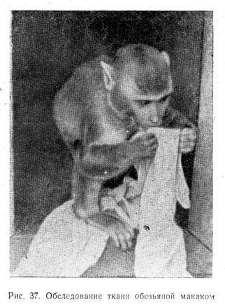 Обследование ткани обезьяной макаком