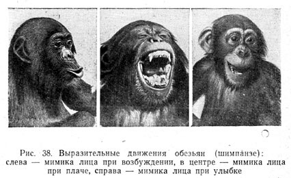 Выразительные движения обезьян (шимпанзе)