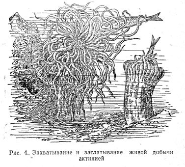 Захватывание и заглатывание живой добычи актинией