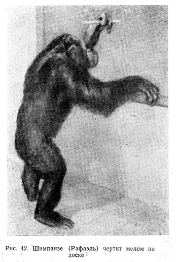 Шимпанзе (Рафаэль) чертит мелом на доске