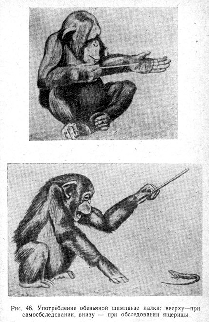 Употребление обезьяной шимпанзе палки