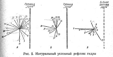 Натуральный услонвый рефлекс гидры