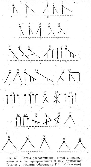 Схема расположения нитей с прикрепленной и не прикрепленной к ним приманкой (опыты с низшими обезьянами Г. З. Рогинского)