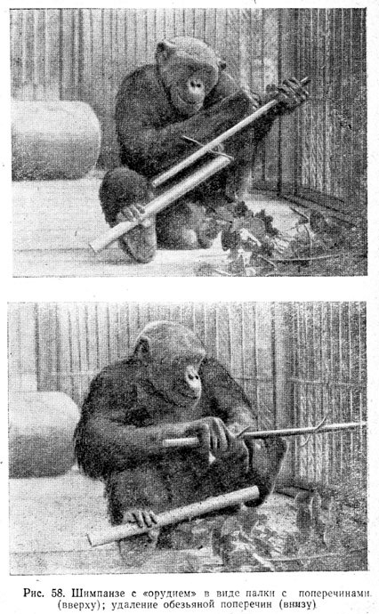 Шимпанзе с орудием в виде палки с поперечинами (вверху); удаление обезьяной поперечин (внизу)