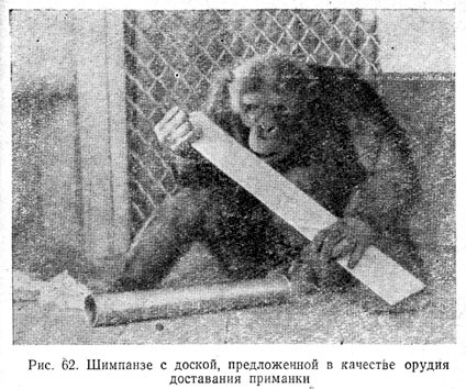Шимпанзе с доской, предложенной в качестве орудия доставания приманки