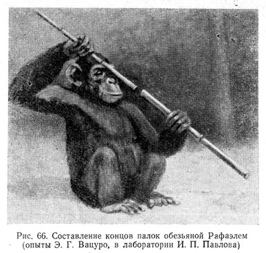 Составление концов палок обезьяной Рафаэлем (опыты Э. Г. Вацуро, в лаборатории И. П. Павлова)