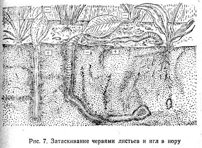 Затаскивание червями листьев и игл в нору