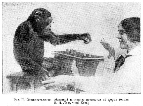Отождествление обезьяной шимпанзе предметов по форме (опыты Н. Н. Ладыгиной-Котс)